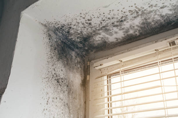 Affordable Basement Mold Remediation solutions in Runaway Bay, TX