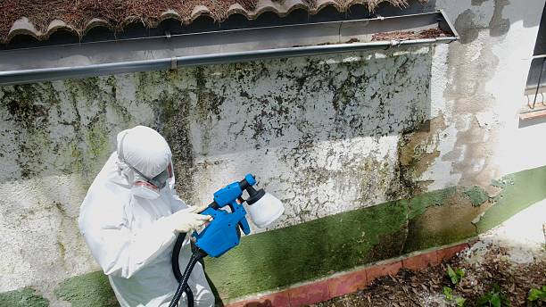 Top rated local Basement Mold Remediation specialists in Runaway Bay, TX